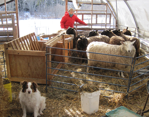 shearing in winter